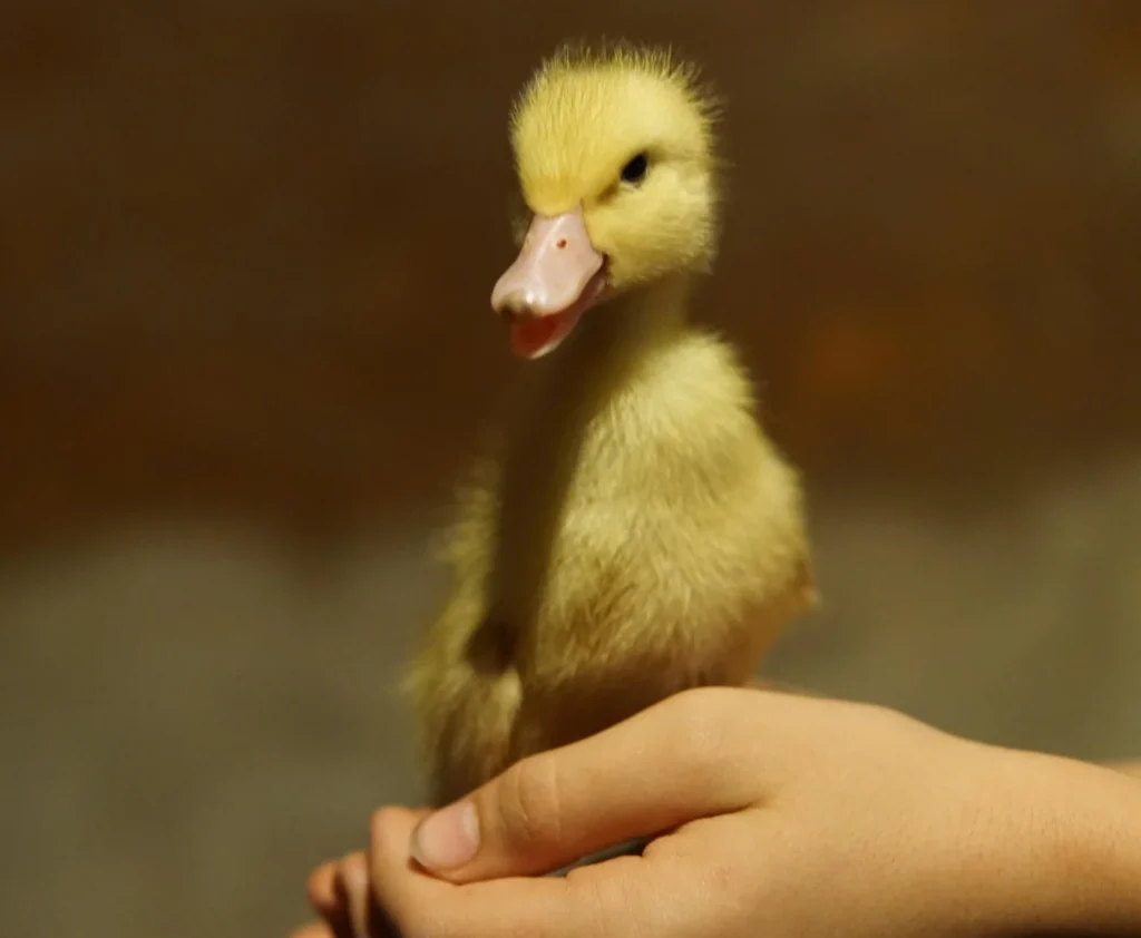 Cria de patos Mas de Pelegrí