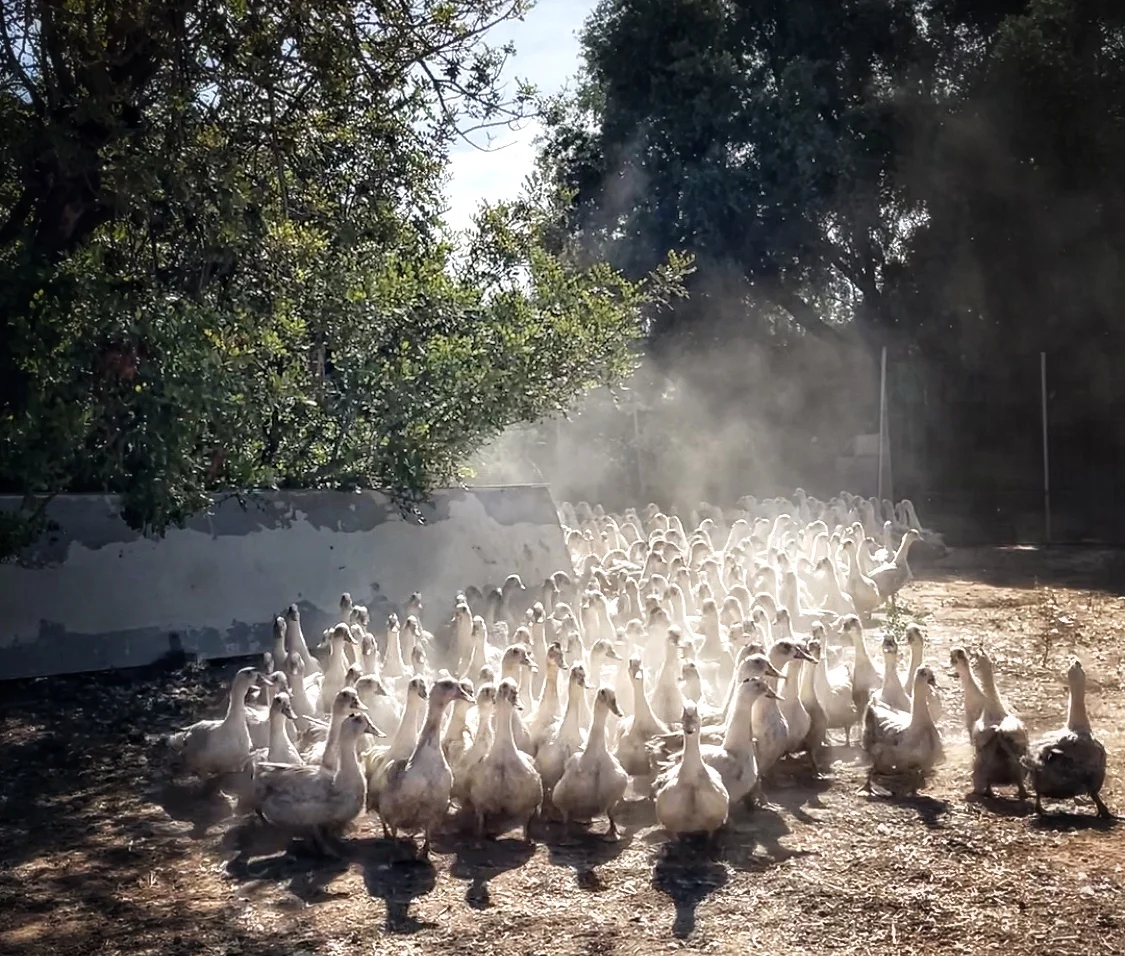Vida mas_Anecs Mas de Pelegri_exterior Cria de patos aire libre Mas de Pelegrí