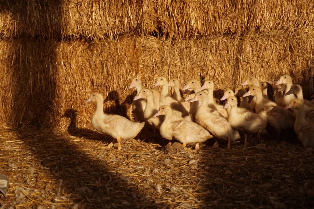 Cria de patos aire libre Mas de Pelegrí