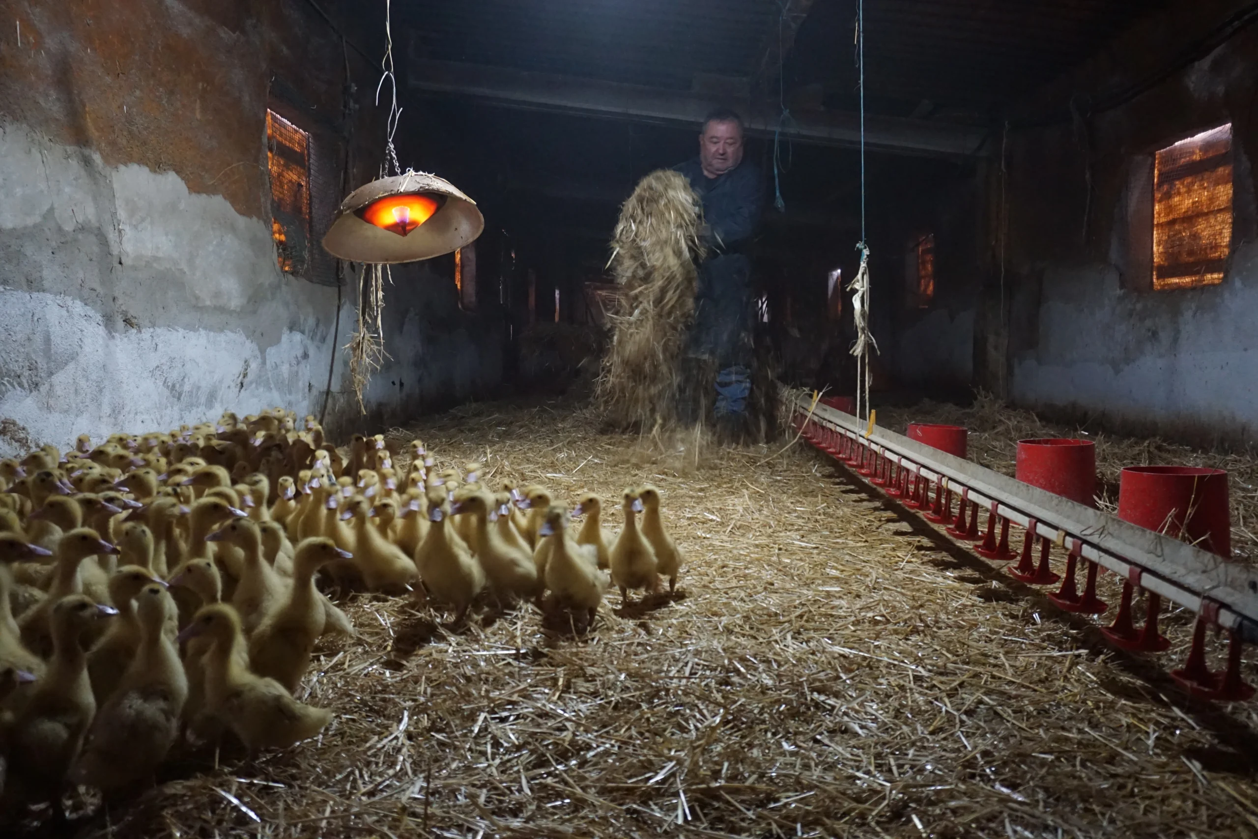 ànecs mas de pelegrí patos en libertad