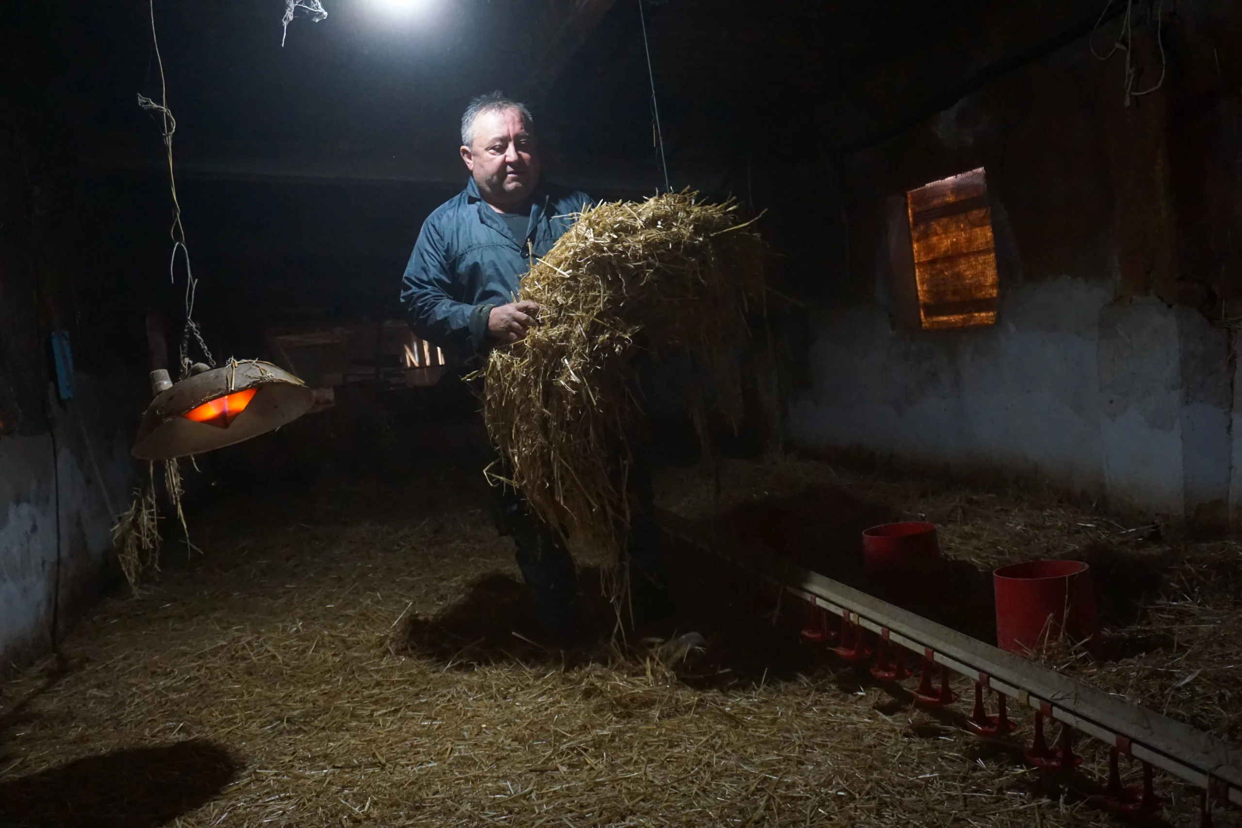 ànecs mas de pelegrí cria de patos
