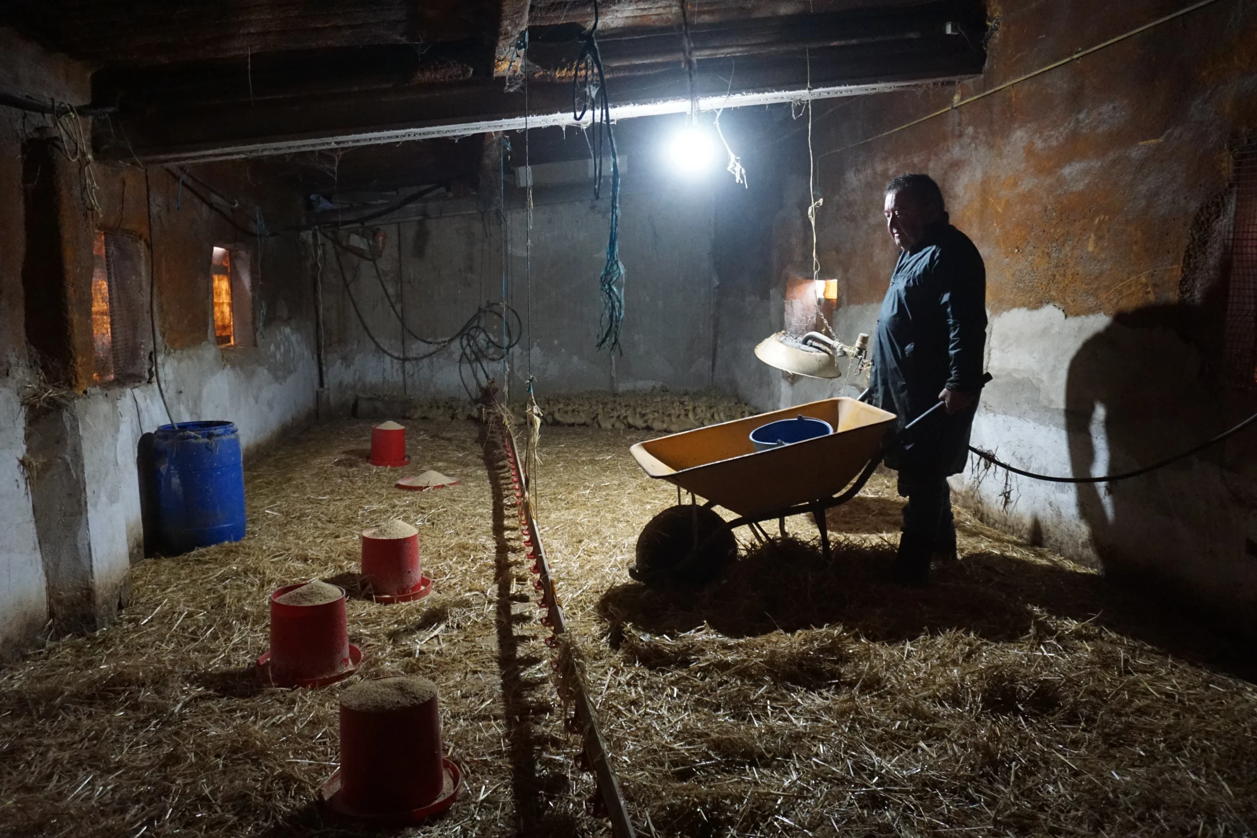 ànecs mas de pelegrí bienestar animal