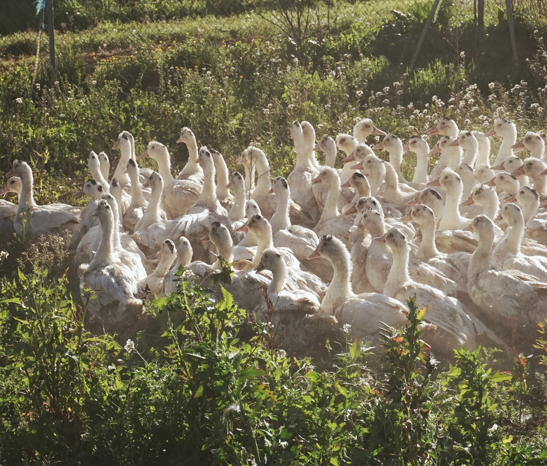 Anecs mas de pelegri cria de patos