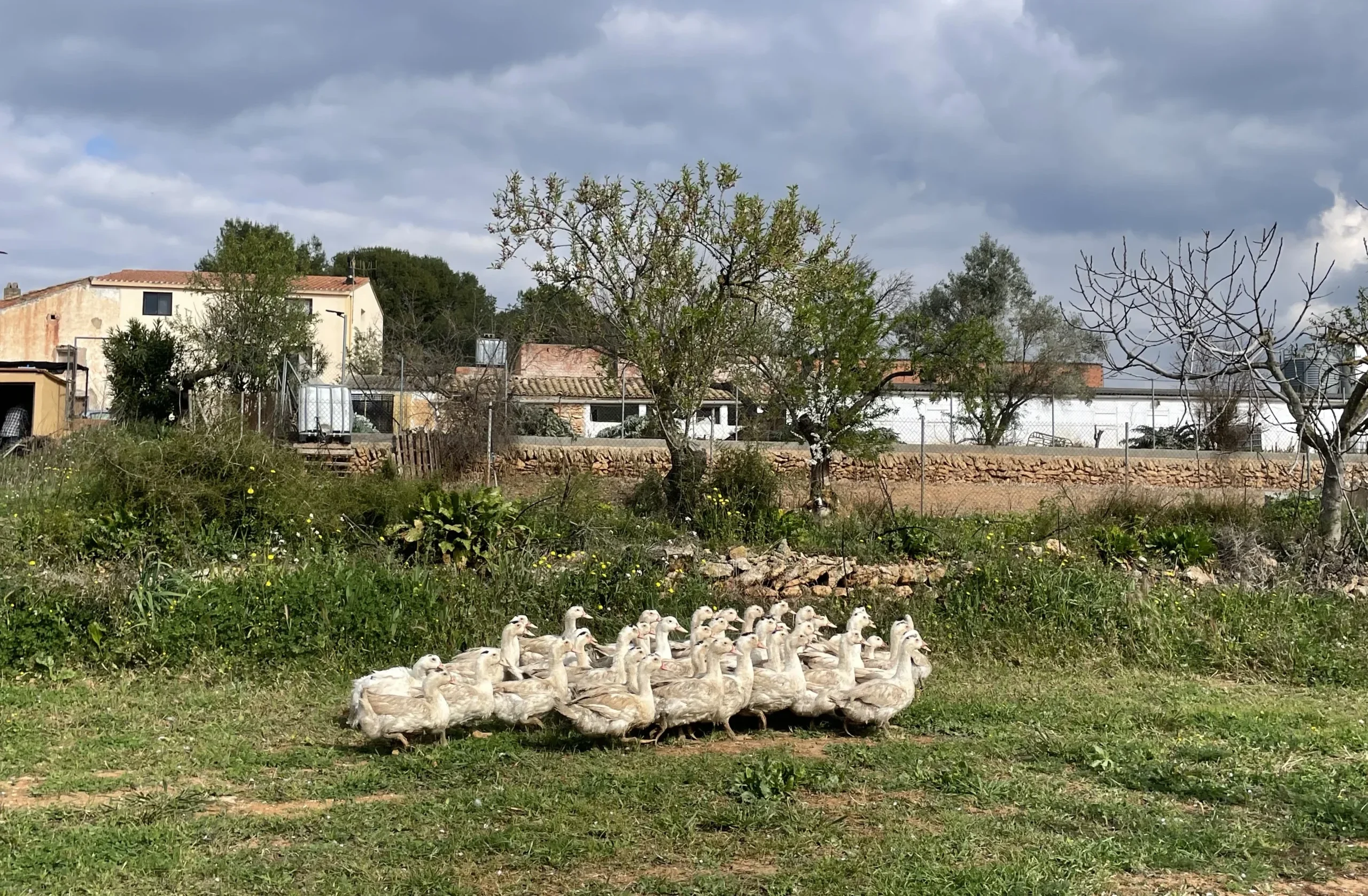 Anecs Mas de Pelegri crianza respetuosa