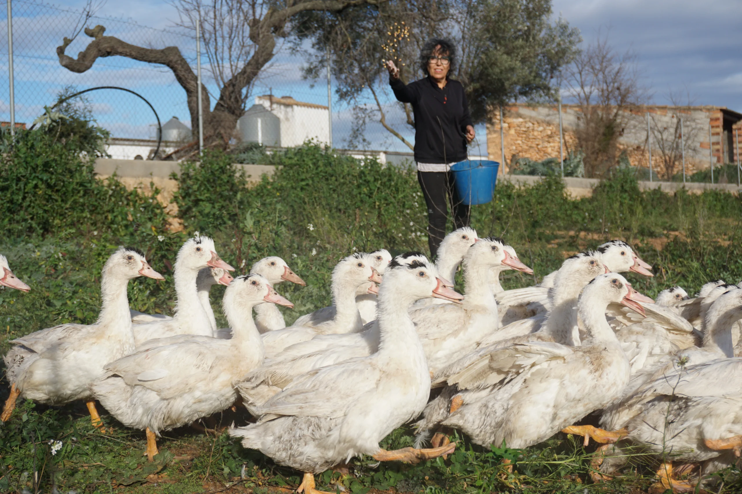 Anecs Mas de Pelegrí libertad
